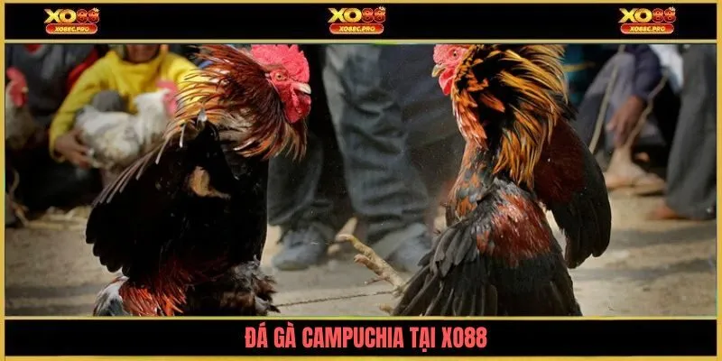 da-ga-campuchia-tai-xo88