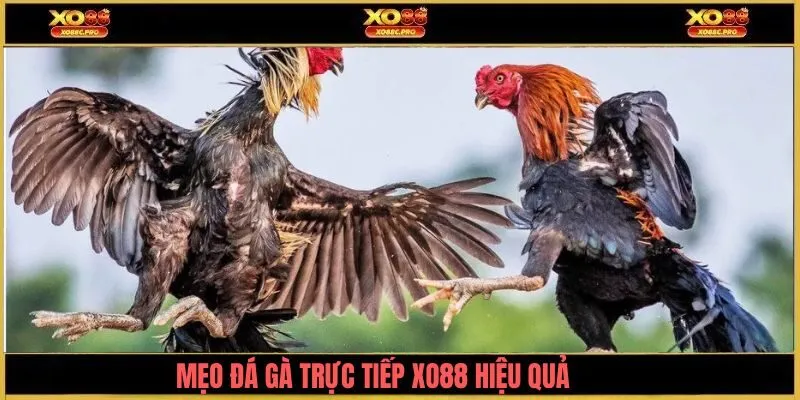 Top mẹo chơi đá gà trực tiếp XO88 